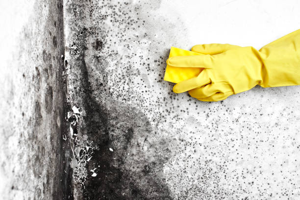 Best Toxic Mold Removal  in Queen Anne, MD