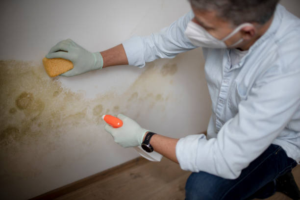 Best Certified Mold Removal  in Queen Anne, MD