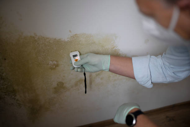 Best Mold Remediation  in Queen Anne, MD