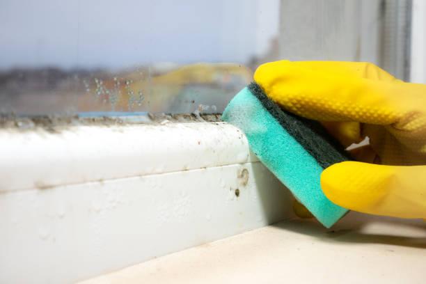 Best Professional Mold Removal  in Queen Anne, MD