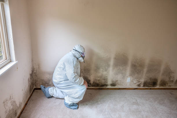 Best Commercial Mold Removal  in Queen Anne, MD