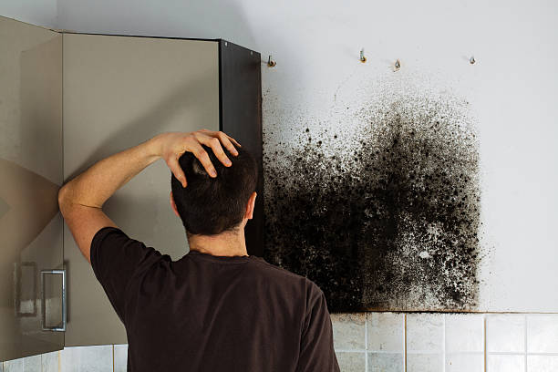 Professional Mold Removal in Queen Anne, MD