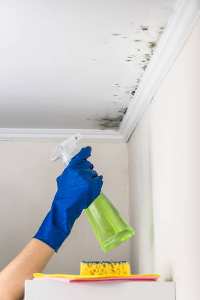 Best Mold Damage Repair  in Queen Anne, MD